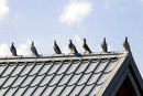 Jak ochronić dach przed ptakami?